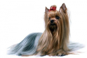 Yorkshire terijer - minijaturni pas Yorkshire terijer - minijaturni pas